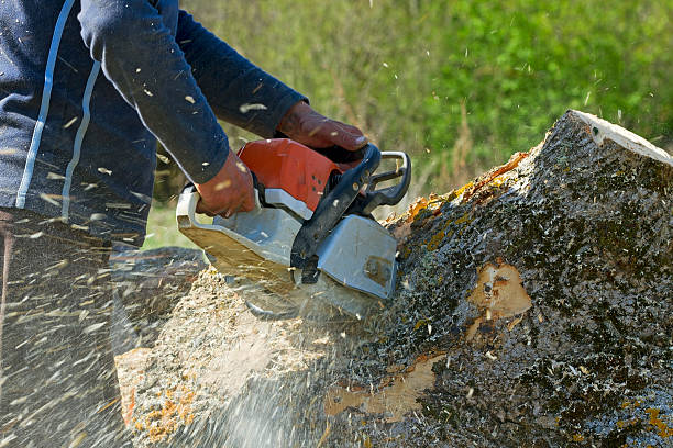 How Our Tree Care Process Works  in  Carterville, IL